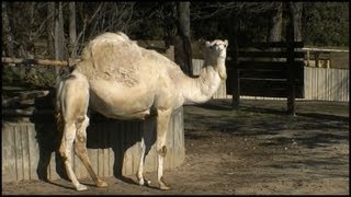 Dromedary Camel Camelus dromedarius [upl. by Anyah]