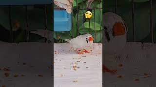 Female zebra finch 😍  Finches bird  zebrafinch finch birds youtubeshorts pet cute ytshorts [upl. by Emeric907]