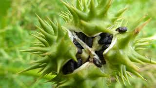 Datura seeds  Datura  Poisonous Plants  Þyrniepli  Trompetblóm  Garðplanta [upl. by Loferski]