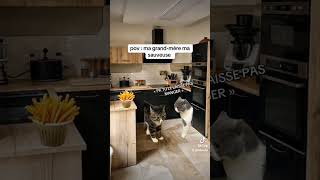 Pov ma grand mère la sauveteuse cat chatdrole funny chat memes histoire cute animals drole [upl. by Leese345]