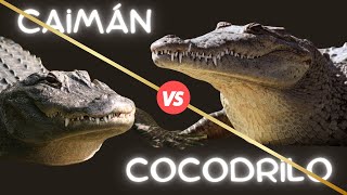 COCODRILO Y CAIMAN ¿Son el mismo ANIMAL [upl. by Goodard26]