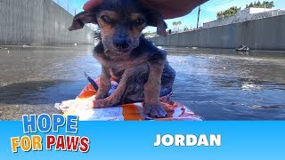 Brave little dog gets rescued from the river His recovery with Hope For Paws will inspire you dog [upl. by Cross]