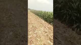 Corn harvesting process Good Tools and machinery Boost Work Efficiency CraftsmanVision Shorts [upl. by Licna]