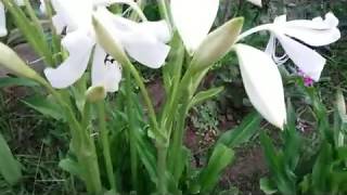 Lily Flower  Lilium candidum the Madonna lily Bunga Bakung [upl. by Phi]