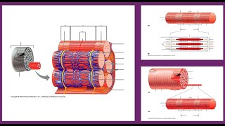 Anatomy of the Myofiber and Myofibril  Identify the structures with me [upl. by Jessie]