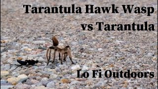 Tarantula Hawk Wasp  Pepsis  vs Tarantula [upl. by Elstan673]