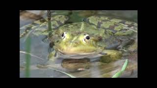 respiration chez les amphibiens [upl. by Guria502]