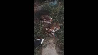 MY BEAUTIFUL PUPPIES ENJOYING SLEEPING ON GRASS TOGETHER [upl. by Boylan]