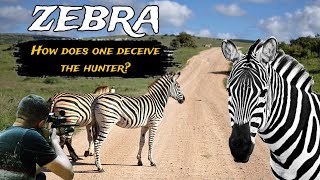 A different looking animal among animals is the zebra  animal zebra video [upl. by Henryk877]