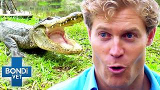 Brave Vet Stitches Up HUGE Gators Wounds 😱 Bondi Vet To The Rescue [upl. by Shepp257]