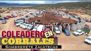 COLEADERO EN CORRALES Sombrerete Zacatecas 23 DE ENERO [upl. by Ellennaj666]