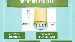 A level S6 Biosensors Ms Cooper [upl. by Wendt]