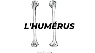 LHUMERUS [upl. by Omero687]