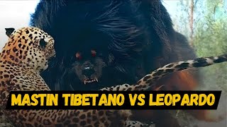 mastin tibetano vs leopardo [upl. by Adiasteb]