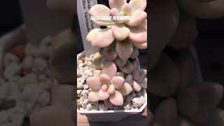 variegadas live music musica suculentas flowers succulents garden plants shortvideo [upl. by Nadnarb942]