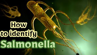 Identification of Salmonella in pharmaceutical companies  Non lactose fermentor Enterobacteriaece [upl. by Retnuh]