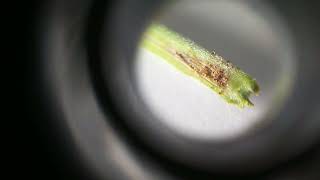 Eurasian Hemp Cannabis Borer Behavior The quotAlienquot insect that eats marijuana from the inside [upl. by Heim]