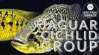 Jaguar cichlid group [upl. by Jahn]