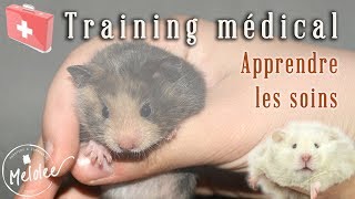 Hamsters  training médical apprentissage des gestes de soins [upl. by Dianuj]