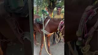 helping animals sufiarora rescue horses [upl. by Kenon]