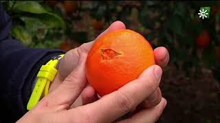 Naranjas navelinas ecológicas de Mairena del Alcor Sevilla [upl. by Oicneserc466]