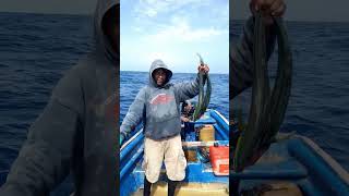 Pesca de Dorado en Boca de Yuma 🐳🐳 pesca pescadoresdehombres fishing pescaalgolpe fish [upl. by Salli]