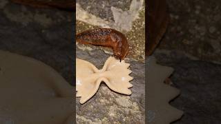 Slug vs Pasta Farfelle Time Lapse with Doom Music slugs nature pasta bug insects doom [upl. by Murielle]