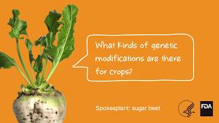 Agricultural Biotechnology What Kinds of Genetic Modifications Are There For Crops [upl. by Gabbey]