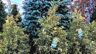 Blue spruce and Variegated Holly [upl. by Sral60]