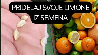 Vzgojil Sem Citruse iz Semena [upl. by Aicenaj]