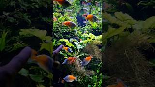 4000 liter rainbowfish tank shorts [upl. by Sewellyn]