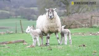 Easterside Farm lambs 1st April 2021 [upl. by Lali]