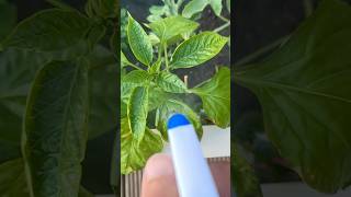 DIY Plant Bug Spray  Olive Oil and Dish Soap  creative explained [upl. by Kliman]