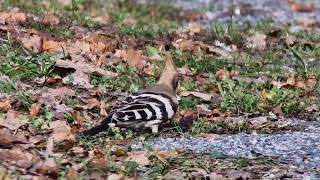 Hoopoe 2  Inkoo  October 24 [upl. by Donoghue]