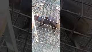 Agouti caught in trap [upl. by Selry]