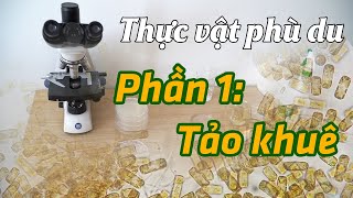 Phần 1 Tảo Khuê BACILLARIOPHYTA qua lăng kính hiển vi  Bình Minh Capital  1900 866 636 [upl. by Tomas]