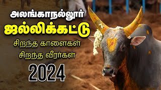 Jallikattu 2024 quotசுத்துப்போட்டா சிக்கியிருவோமாquot  அனல் பறக்கும் அலங்காநல்லூர் ஜல்லிக்கட்டு [upl. by Mariquilla565]