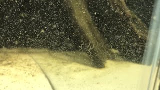 White Worms In Your Aquarium Everything You Need to Know About Detritus Worms  DIY Reptiles [upl. by Lacagnia789]