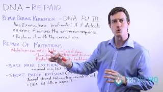 DNA Repair  How the DNA Proofreads and Repairs Damage Types of DNA Damage [upl. by Melville]