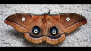 Polyphemus Moth Eclosing Time Lapse 61711 [upl. by Neahs327]