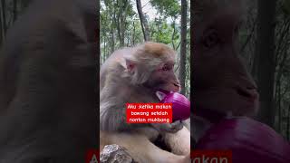 Korban mukbang ya nyet funny wildlife mongkey [upl. by Brass]