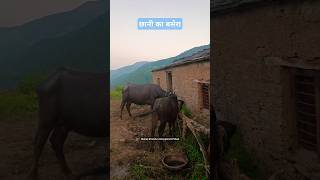 Beauty of Villages of Uttarakhand Peaceful Life । Old Is Gold Garhwali Song Narendra Singh Negi Ji [upl. by Alrrats]