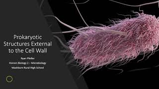 Prokaryotic Structures External to the Cell Wall [upl. by Daj785]