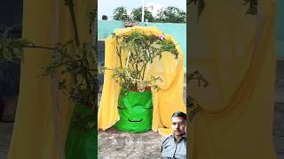 Mirchi bua ne nimbo ko bola shorts funny experiment ytshorts [upl. by Iadrahs207]