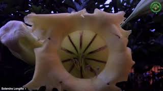 Solandra Longiflora Britton amp PWilson Tussac  Flowering Lianas  🇵🇦 Panama [upl. by Enyal]