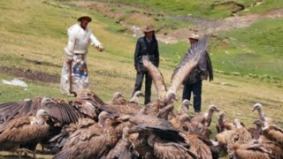 Tibetan sky burial corpses are used as bird food [upl. by Randy189]