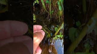 Beautiful of Natural Snail Living Place Catch Snail By hand in the Freshwater snail nature 4k [upl. by Edorej559]