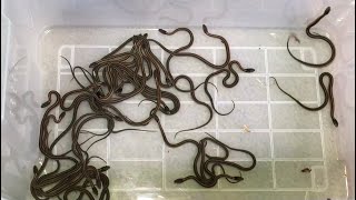 Newborn Baby Garter Snakes 2022 [upl. by Enyahs]