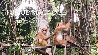 Toque Macaque Reddish Brown Colored Old World Monkey 🐒 Family in the Forest  Cinematic 4K 60fps [upl. by Auqinahs840]