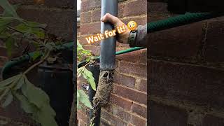 The most satisfying downpipe unblock satisfying [upl. by Etteinotna]